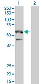 SH2B Monoclonal Antibody (2B9)
