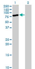 MIZF Antibody in Western Blot (WB)
