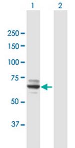 MOXD1 Polyclonal Antibody, MaxPab™