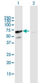 GORASP2 Polyclonal Antibody, MaxPab™