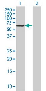 DAK Polyclonal Antibody, MaxPab™