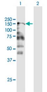 CNTNAP2 Polyclonal Antibody, MaxPab™