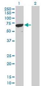 PPP1R16B Polyclonal Antibody, MaxPab™