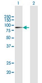 APPL1 Polyclonal Antibody, MaxPab™