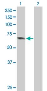 APPL1 Polyclonal Antibody, MaxPab™