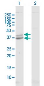 POLDIP2 Polyclonal Antibody, MaxPab™