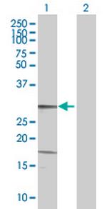 KLK13 Polyclonal Antibody, MaxPab™