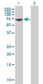 GGA1 Polyclonal Antibody, MaxPab™