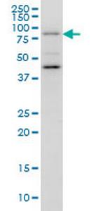 GGA1 Monoclonal Antibody (3F11)
