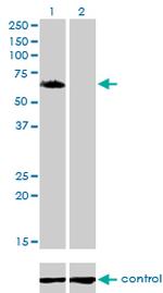 GGA1 Monoclonal Antibody (1G8)