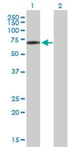 C10orf137 Polyclonal Antibody, MaxPab™