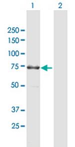 KIAA1279 Antibody in Western Blot (WB)