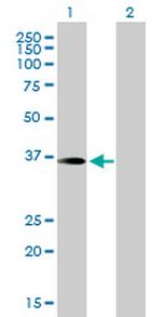 PITPNC1 Polyclonal Antibody, MaxPab™
