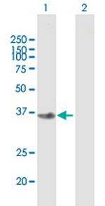 FBXO2 Polyclonal Antibody, MaxPab™