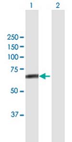 FBXL4 Polyclonal Antibody, MaxPab™