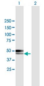 CABYR Polyclonal Antibody, MaxPab™