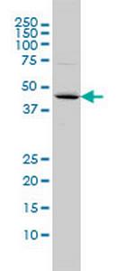 FBXO25 Monoclonal Antibody (2F1)
