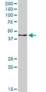 FBXO4 Antibody in Western Blot (WB)
