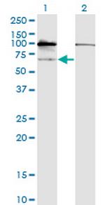 GNL3 Monoclonal Antibody (3A3)