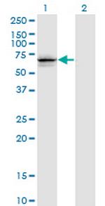 GNL3 Monoclonal Antibody (1G4)