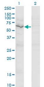 GNL3 Monoclonal Antibody (2B9)