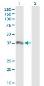 PTPN18 Polyclonal Antibody, MaxPab™