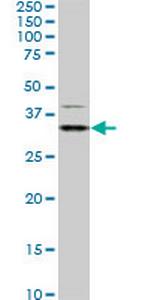 HEYL Monoclonal Antibody (4A11)