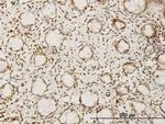 HEYL Antibody in Immunohistochemistry (Paraffin) (IHC (P))