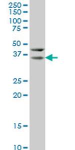 HEYL Antibody in Western Blot (WB)