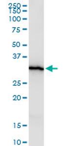 HEYL Monoclonal Antibody (2E12)