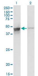 DAZAP1 Monoclonal Antibody (2F6)