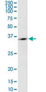OR10H2 Polyclonal Antibody, MaxPab™