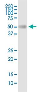 BSCL2 Antibody in Western Blot (WB)