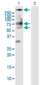 BSCL2 Polyclonal Antibody, MaxPab™