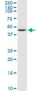 TBL2 Polyclonal Antibody, MaxPab™