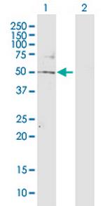 TBL2 Polyclonal Antibody, MaxPab™
