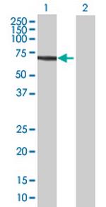 ELP4 Polyclonal Antibody, MaxPab™