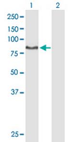 DNAI1 Polyclonal Antibody, MaxPab™