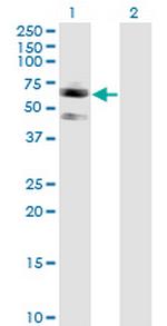 SIGLEC7 Monoclonal Antibody (3H1)