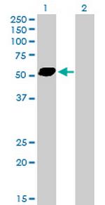 STAU2 Antibody in Western Blot (WB)