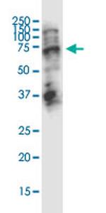 STAU2 Antibody in Western Blot (WB)
