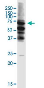 STAU2 Antibody in Western Blot (WB)