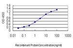 STAU2 Antibody in ELISA (ELISA)