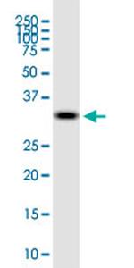 LYPD3 Monoclonal Antibody (3G10)