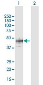 B3GAT1 Polyclonal Antibody, MaxPab™