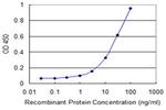 KCNMB3 Antibody in ELISA (ELISA)