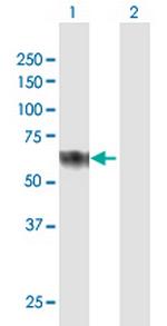 CLUL1 Polyclonal Antibody, MaxPab™