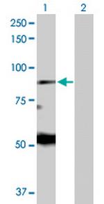 EIF2AK1 Polyclonal Antibody, MaxPab™