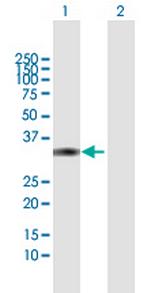 DKK4 Polyclonal Antibody, MaxPab™