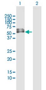 INTU Polyclonal Antibody, MaxPab™